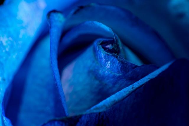 The Blue Rose (Gerda Klein) - 4aKid
