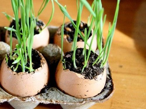 Wheat Grass Eggs - DIY for kids - 4aKid
